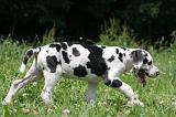 DOGUE ALLEMAND 396